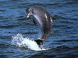Dwarf sperm whale breaching