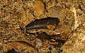 Tooth of T. albertii