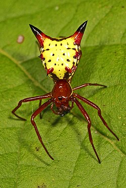 Micrathena sagittata
