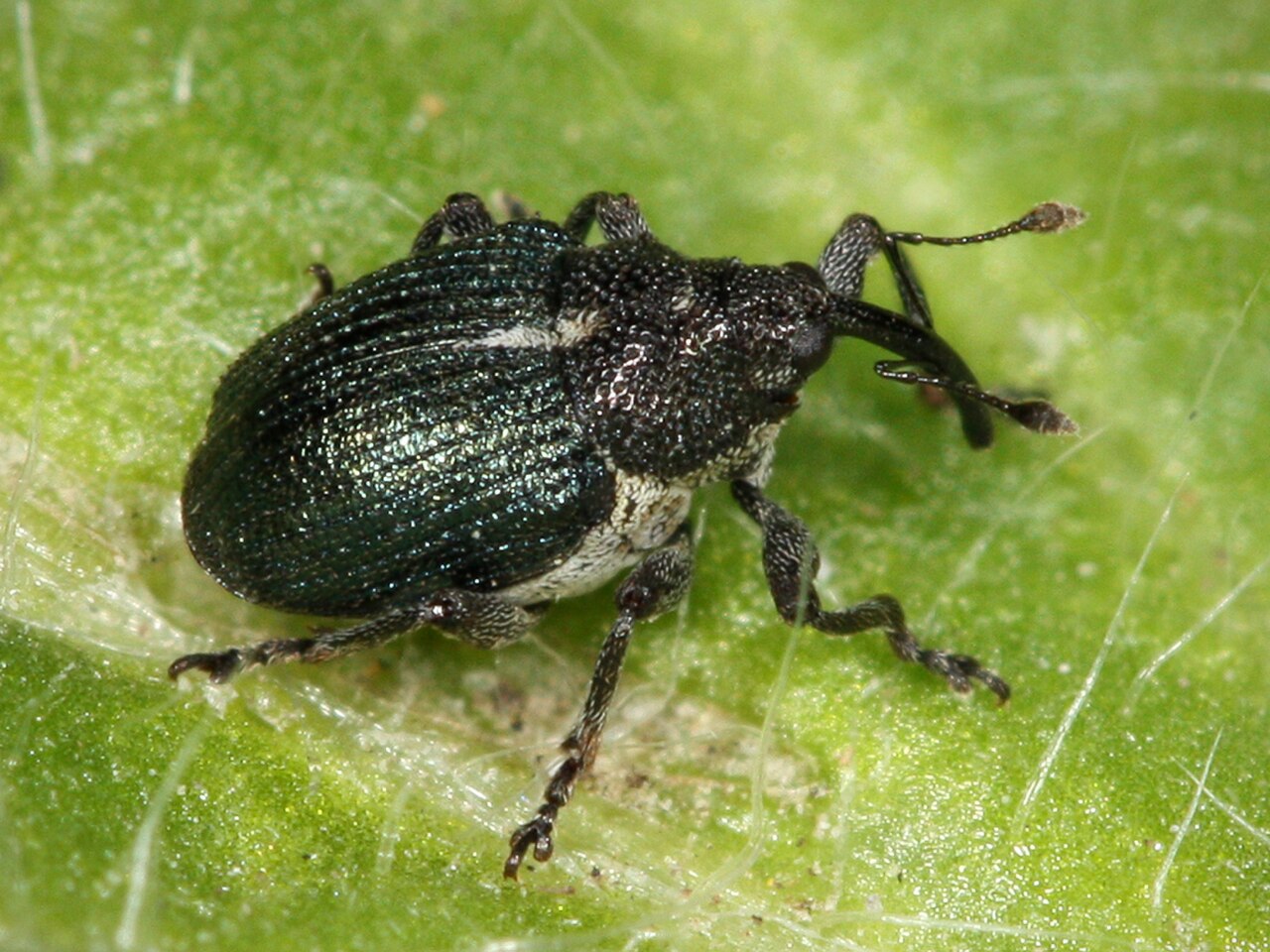 Kaldari Ceutorhynchus americanus 01.jpg