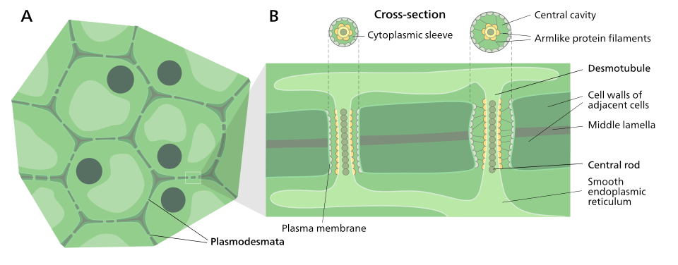 Structure of plasmodesmata and their location within plant cells