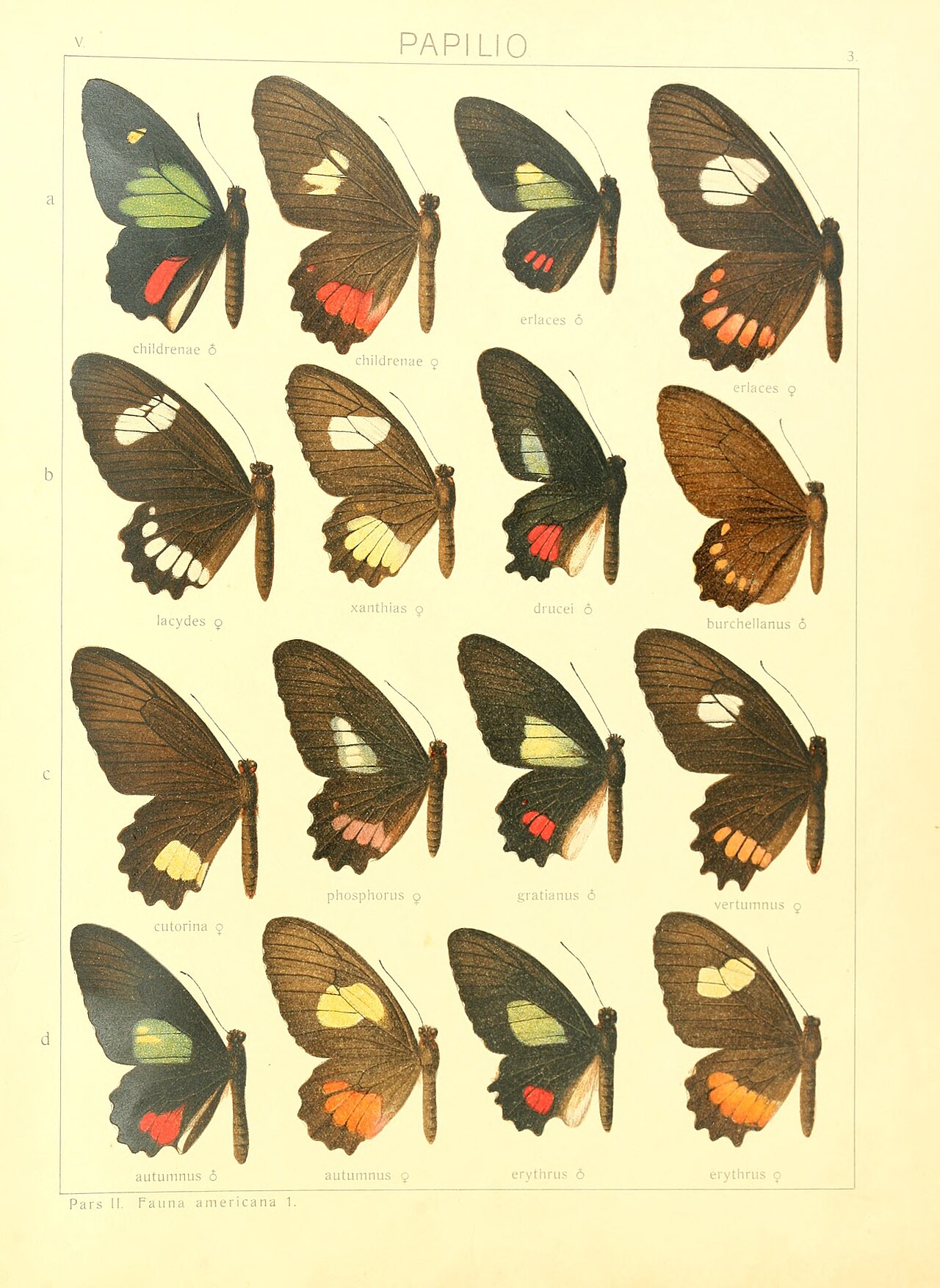 Macrolepidoptera15seit 0015.jpg
