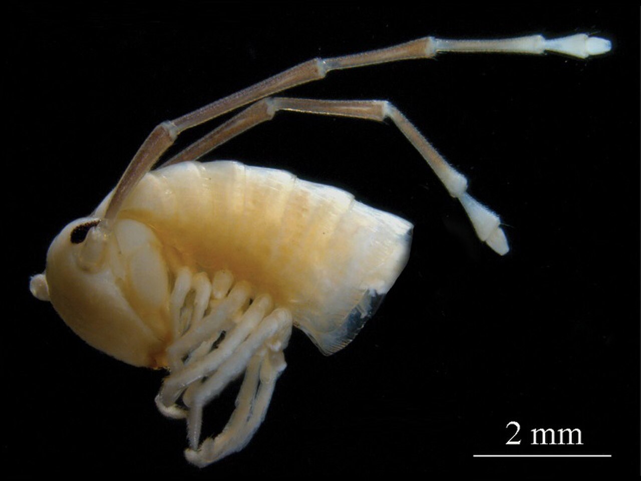 Sinocallipus deharvengi head.jpg