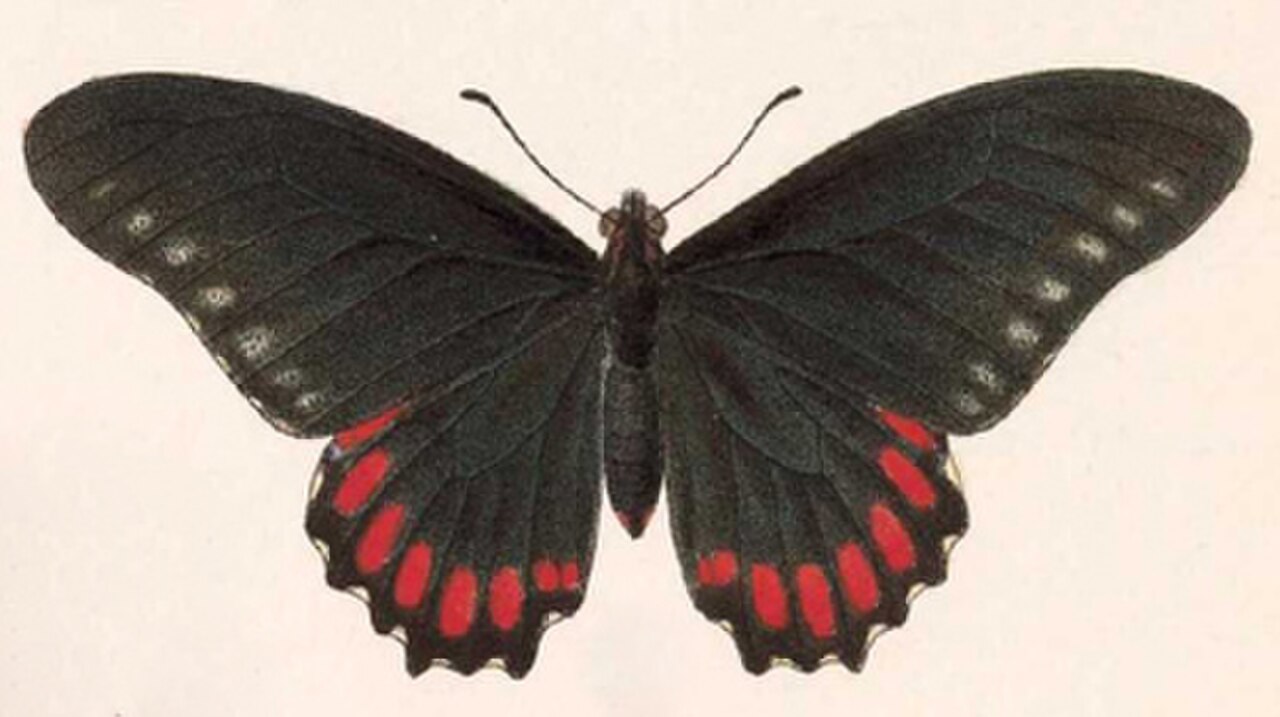 BCA – Mimoides phaon phaon2.jpg