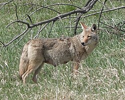 Lactating Coyote, with noticeable teats