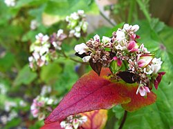 Buckwheat with flowers, ripe and unripe seeds