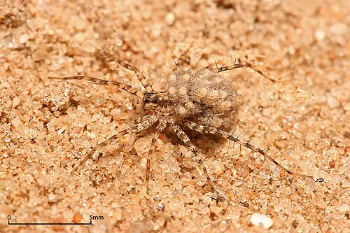 Wolf spider carrying its young on its abdomen