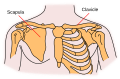 The scapula, on left.