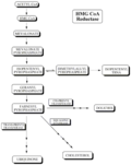 Cholesterol biosynthetic pathway