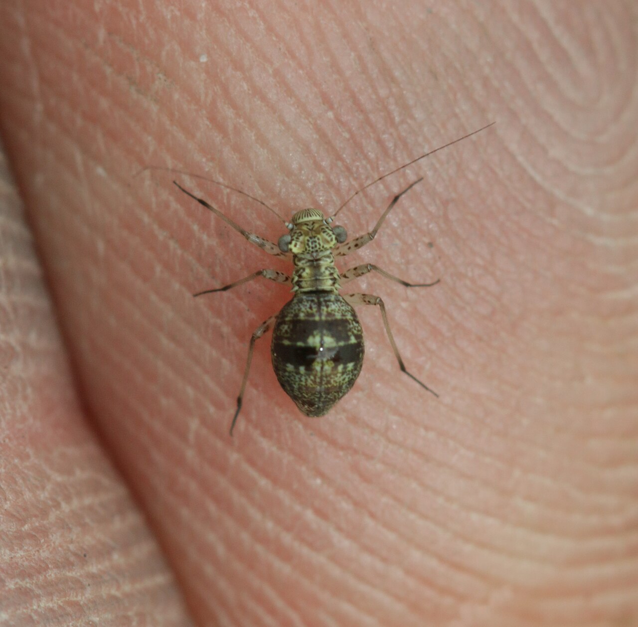 Mesopsocus immunis.jpg