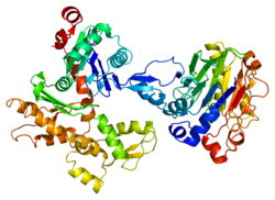 Beta-actin.