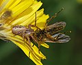 Spider & fly