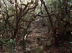 Cloud forest (mossy forest) near the summit