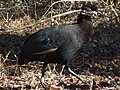 Crested guinea fowl in South Africa