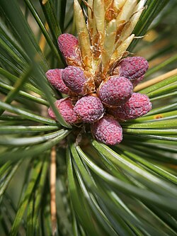 Immature male cones of Swiss pine (Pinus cembra)