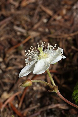 Flower side view