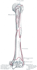Left humerus. Anterior view.