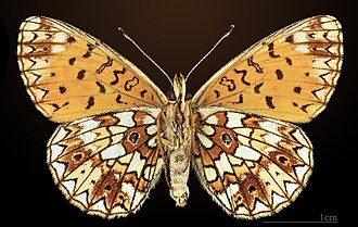 Ventral side