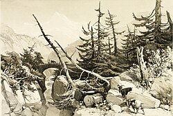 Larch, from The Park and the Forest, James Duffield Harding, 1841