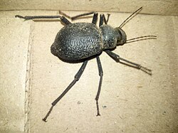 Tenebrionid beetle in the Thar Desert