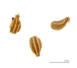 Schizocarp fruit
