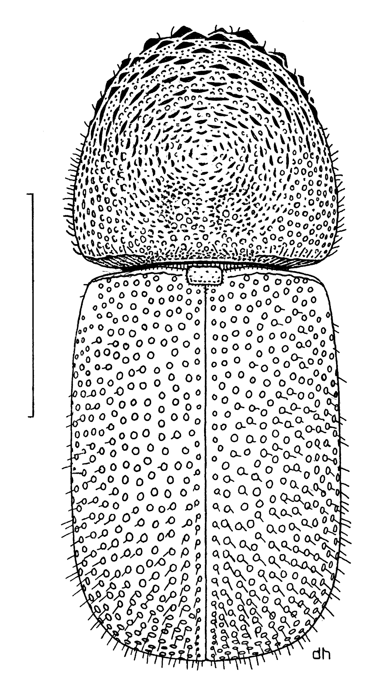 COLE Bostrichidae Dinoderus minutus.png