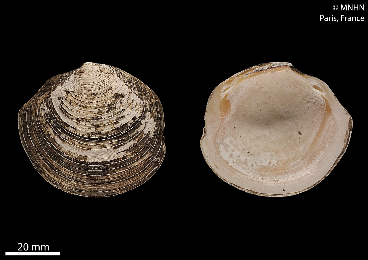 Phacoides pectinatus (MNHN-IM-2016-7336) 001.jpeg