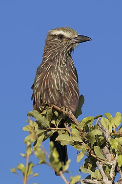 Purple roller in Etosha National Park, Namibia