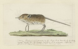 Round-eared sengi, as described by Robert Jacob Gordon in 1779 or 1780.