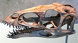 Masiakasaurus knopfleri skull found at Berivotra