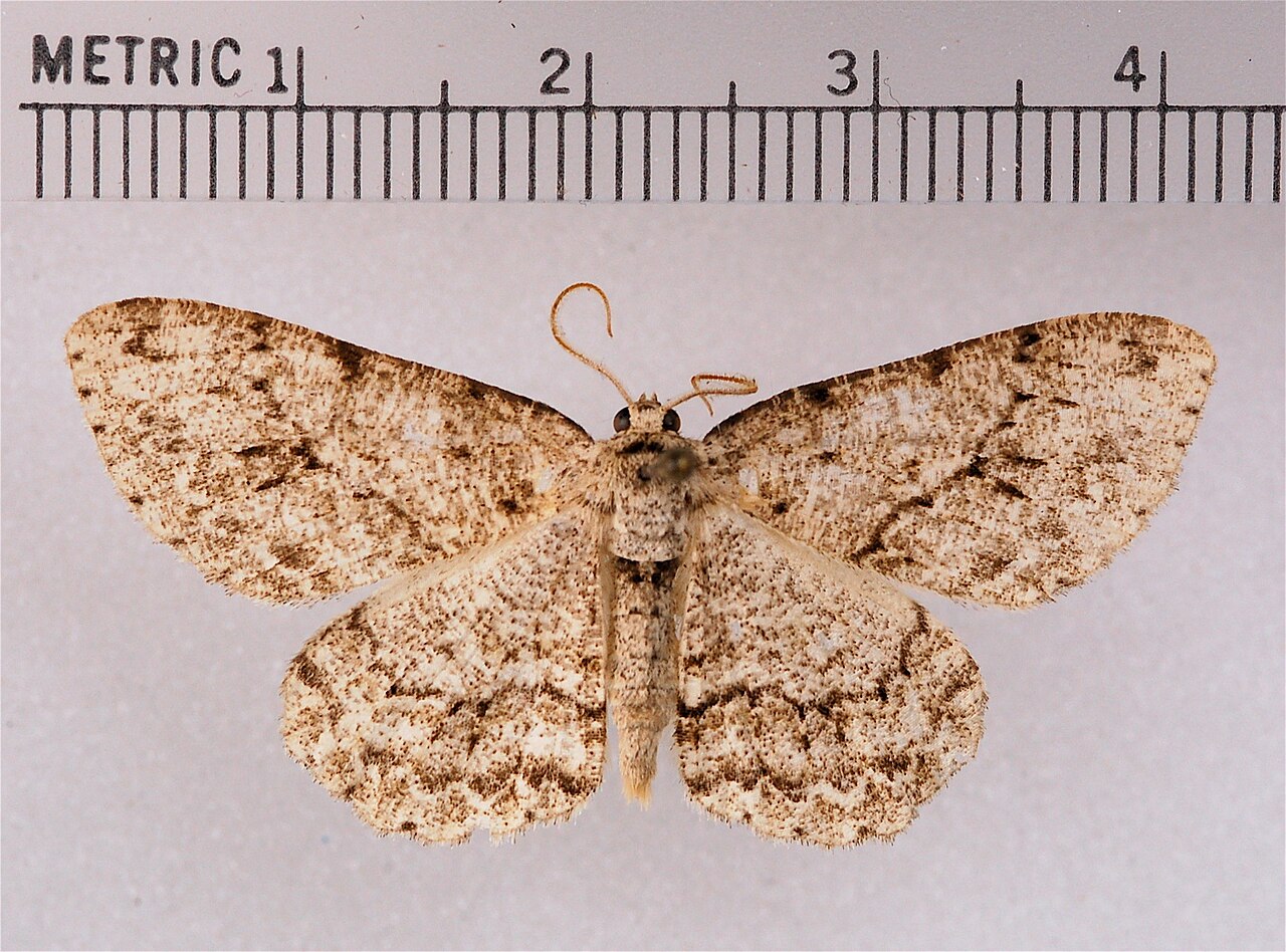 Ectropis crepuscularia.jpg