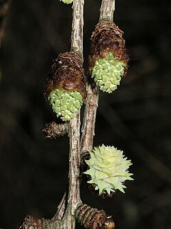 Male (above) and female (below right) cones of Larix kaempferi emerging in spring, Japan