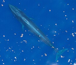 Aerial photo of a Rice's whale
