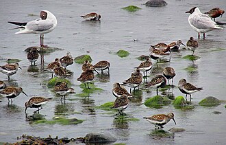 Flock in Ystad, Sweden