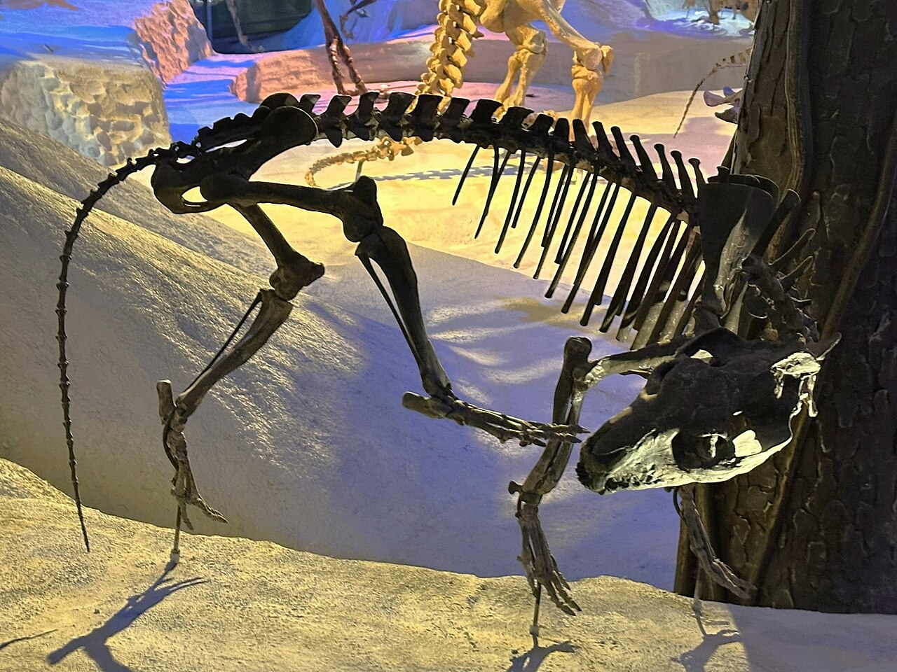 Mesoreodon floridensis FLMNH.jpg
