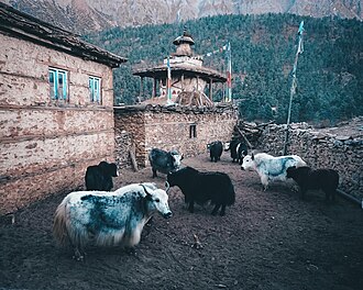 Yak are reared on grazing pastures and meadows at elevations of 3,000–5,000 m (9,800–16,400 ft) above sea level in 28 northern mountain districts in Nepal.