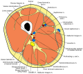 Cross-section through the middle of the thigh.