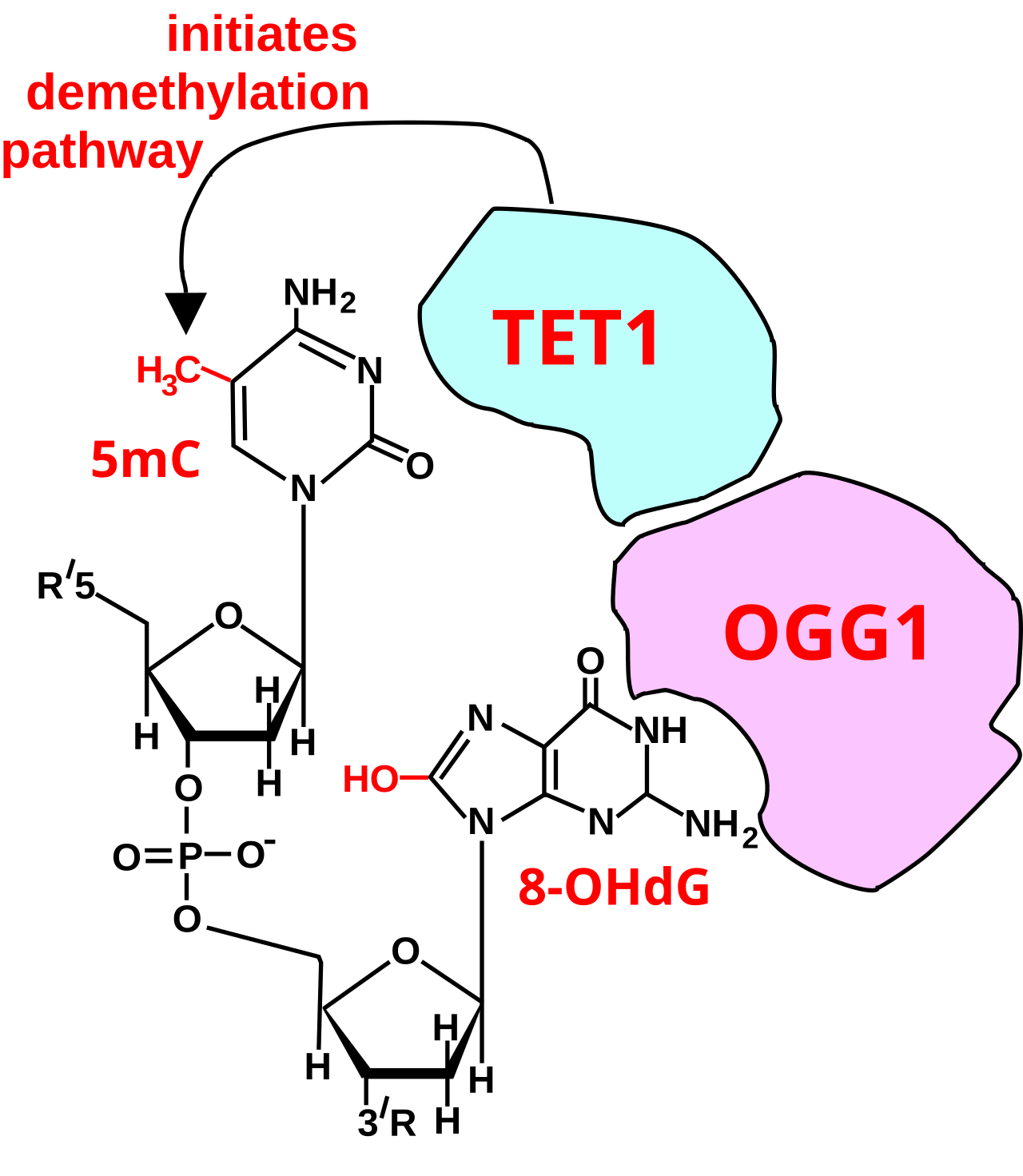Initiation of DNA demethylation at a CpG site.svg