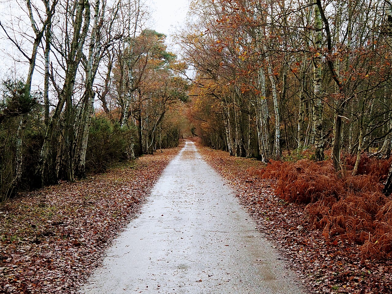 Path autumn skipwith common nature reserve woods 2.jpg