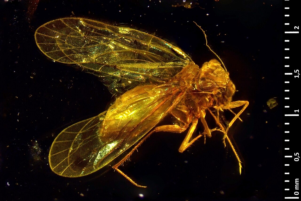 Burmacompsocus perreaui MNHN holotype dorsal.jpg