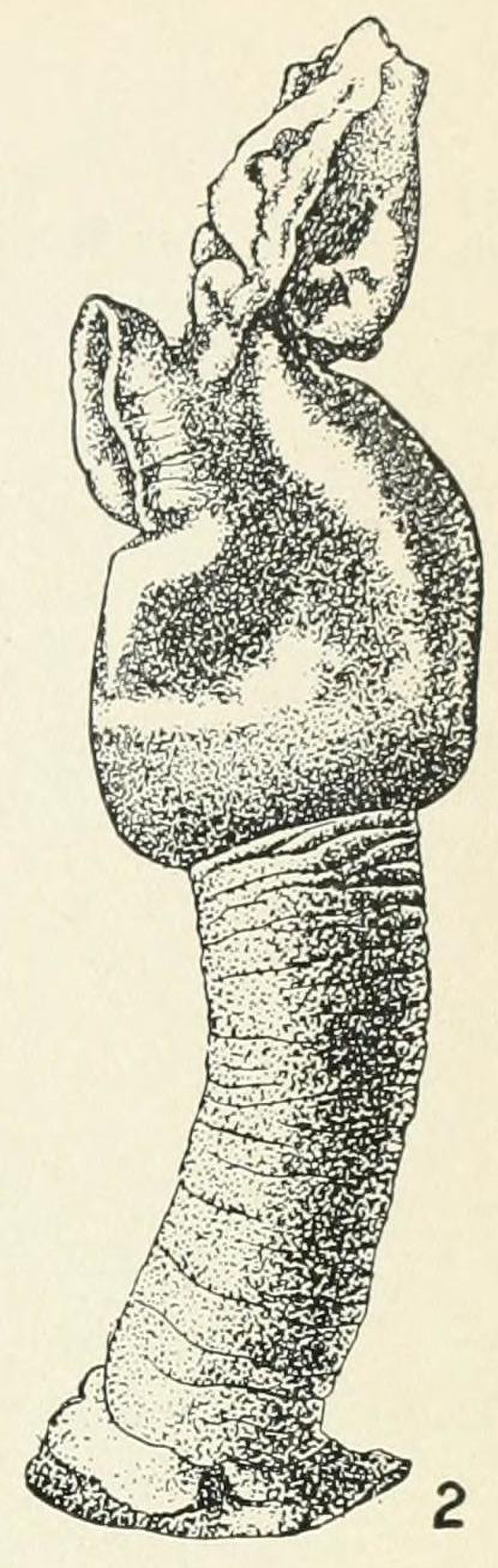 Conchoderma auritum.jpg
