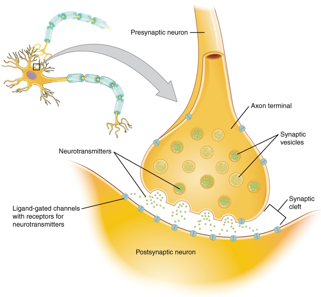 1225 Chemical Synapse.jpg