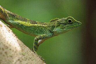 Closeup, in Japan