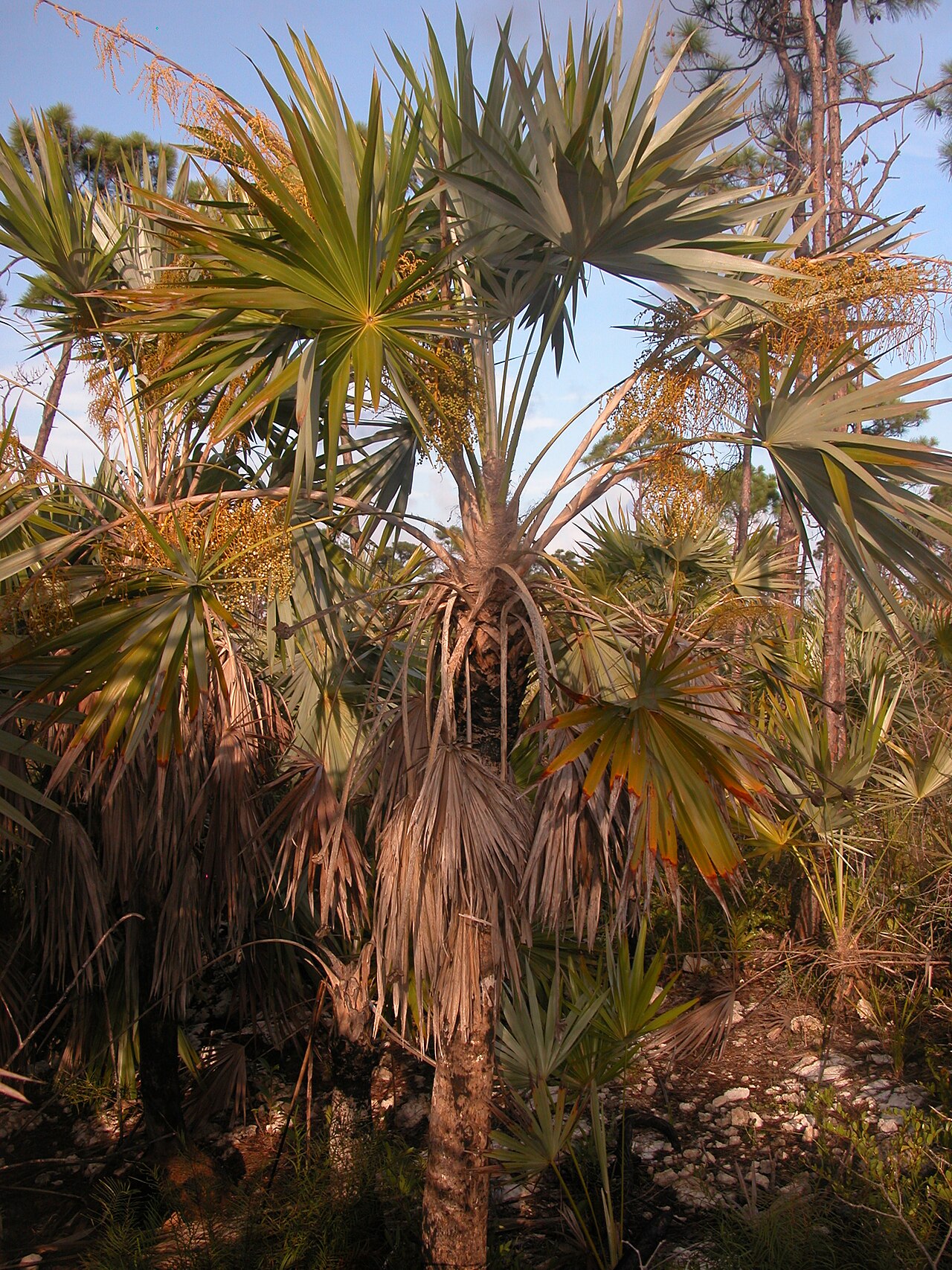 Leucothrinax morrisii.jpg