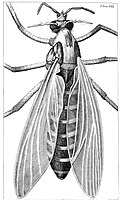 Hooke's drawing of a gnat