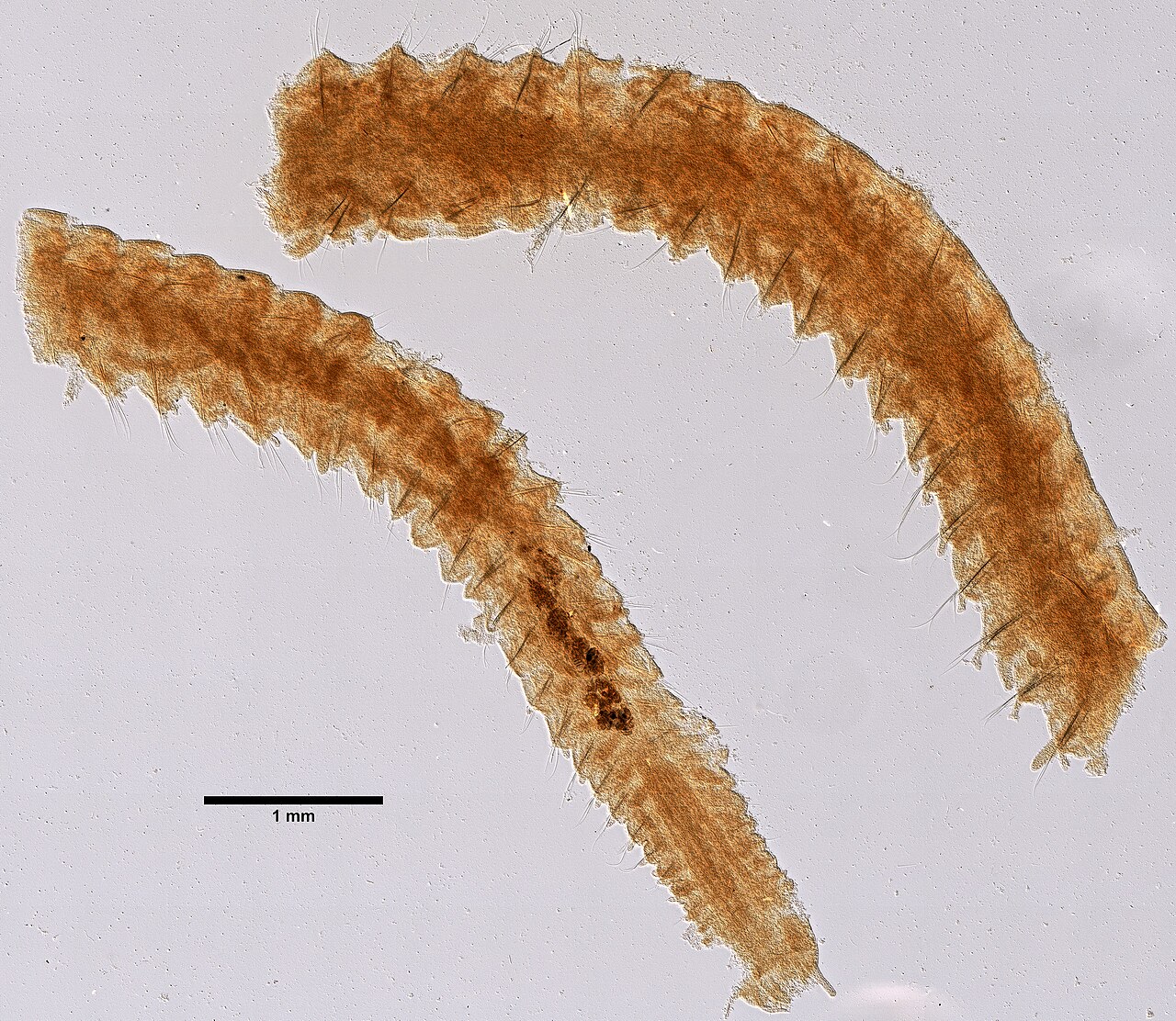 Naineris quadricuspida (YPM IZ 079741) 002.jpeg