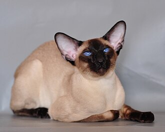 Seal point modern (front view) with the typical large, wide-set ears and a slender-build body