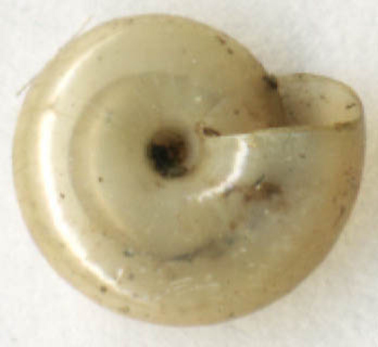 Oxychilus cellarius bottom.jpg