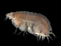 Lepidepecreum longicorne (Amphilochidea: Lysianassidae)