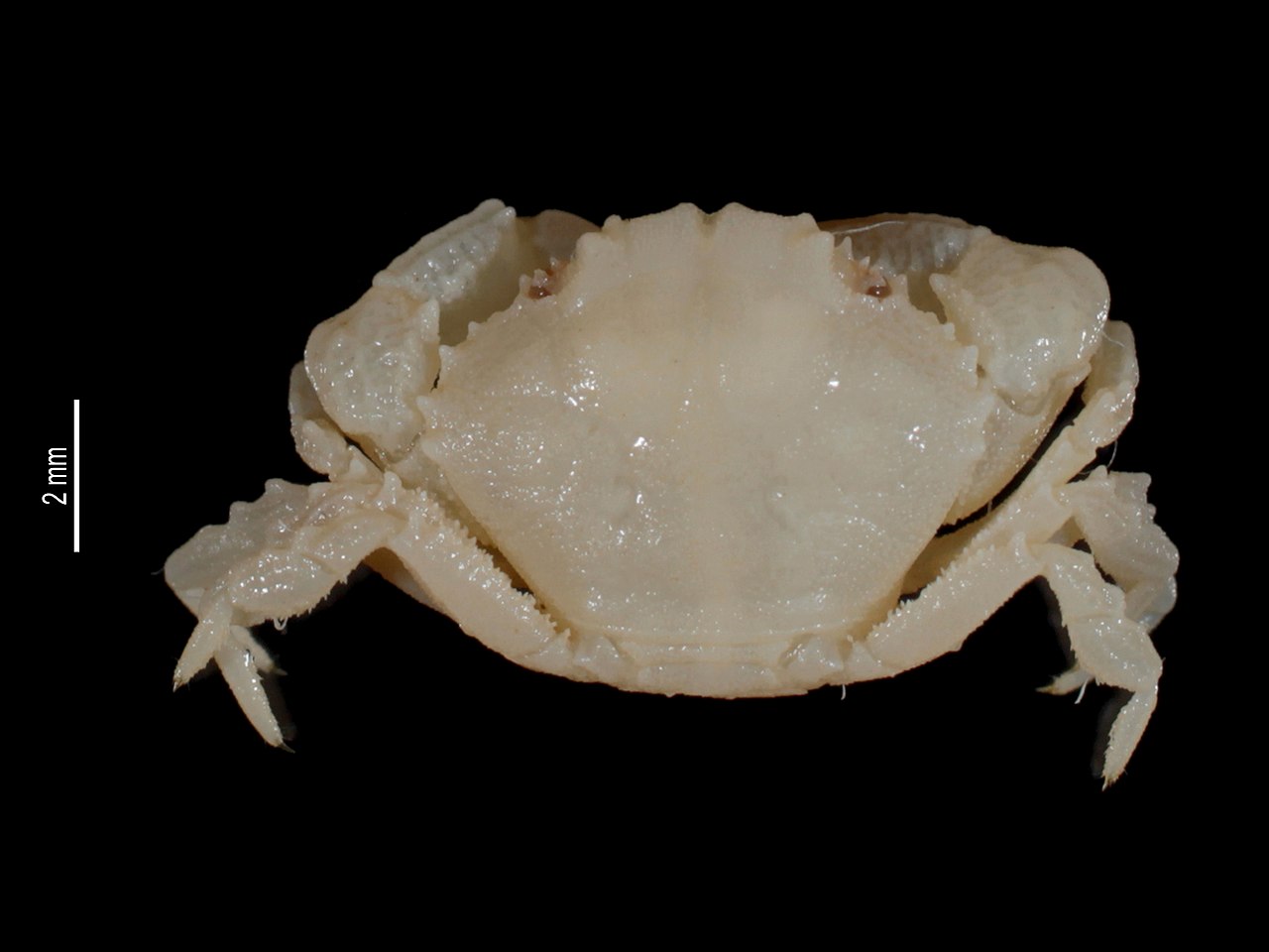 Paramedaeus megagomphios (MNHN-IU-2014-22643) 001.jpeg